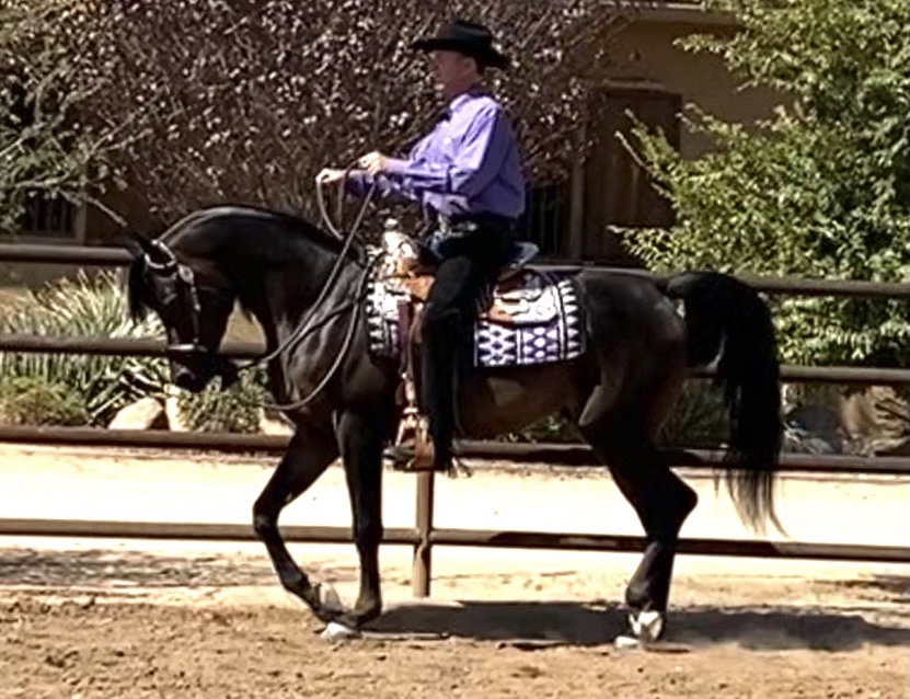 Culbreth Equine